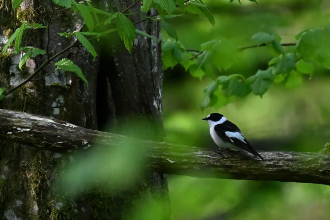 Collared Flycatcher