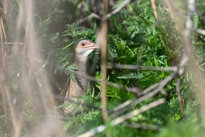 Corncrake