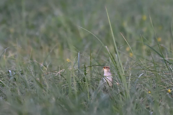 Aquatic Warbler