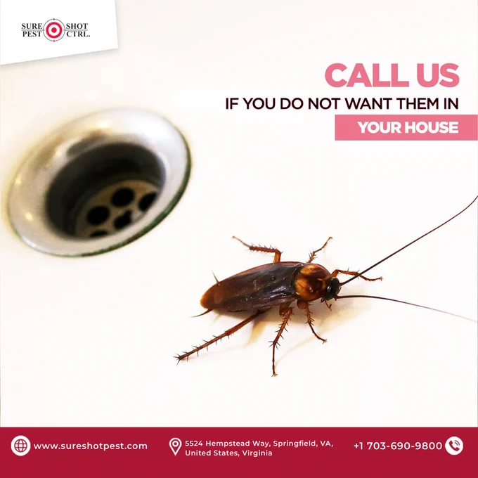 cockroach near sink drain, indoor pest problem, home pest control, exterminator service Virginia,