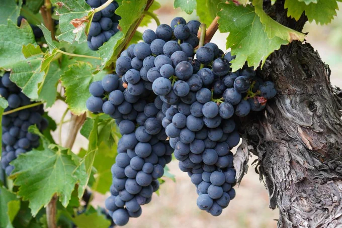 dark grapes
