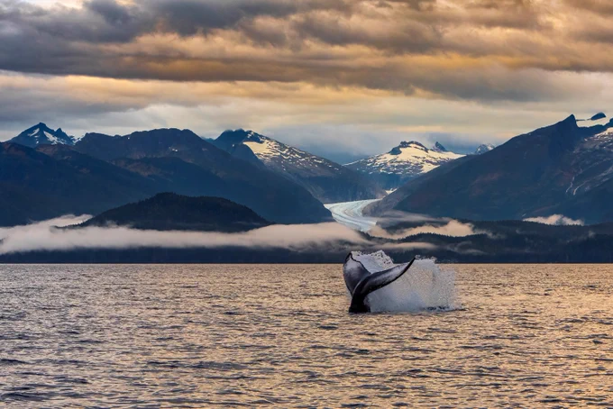 A winning image of a whale fluke photographed by Harvey Hergett. 
