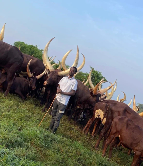 Ankole