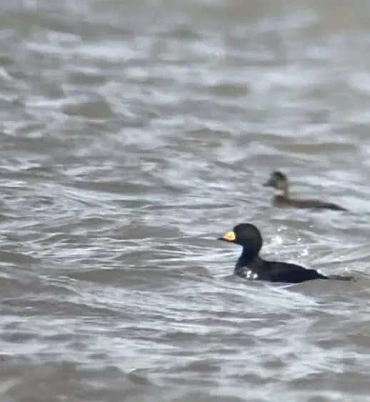 Sean O'Hara's find of a drake Black Scoter off his Hoylake patch in early March 2025 topped the voting in last year's competition. 