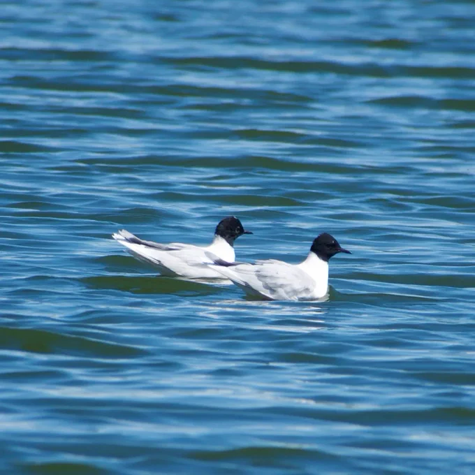 Little Gulls at Stanford Reservoir taken by Chris Hubbard. 
