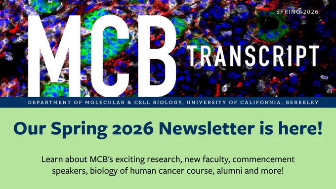 The MCB Transcript Spring 2026 newsletter is here! Learn about MCB's exciting research, new faculty, commencement speakers, biology of human cancer course, alumni and more!