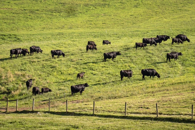 Beef cattle in a pasture