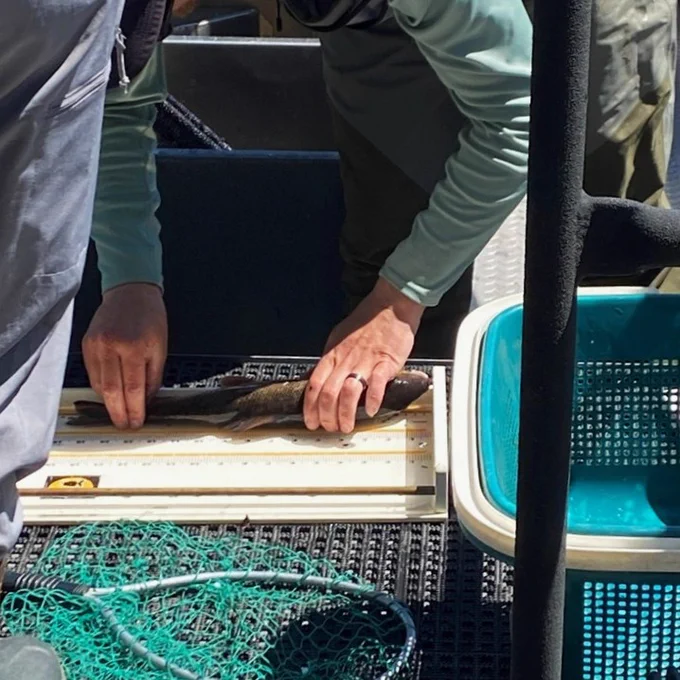 A person in a green shirt measuring a fish on a board with measurements. 