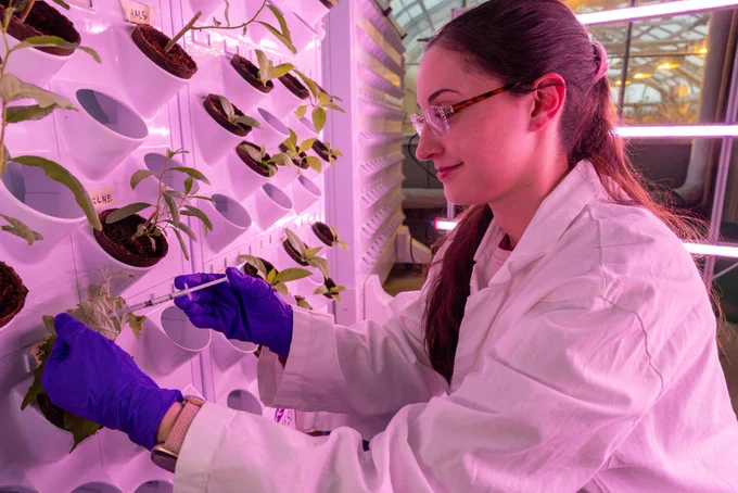 A UTSC researcher in a lab coat tends to plants growing in small pots on a vertical wall system under pink grow lights. They are using tweezers and wearing protective gloves and eyewear in a laboratory setting.