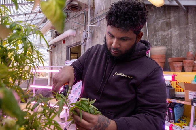 A UTSC researcher pruning plants in the vertical grow wall. The background includes shelves with potted plants and bright pink lights.