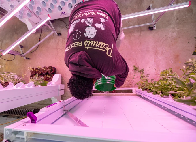 A UTSC representative waters plants in an indoor hydroponic setup. The space is illuminated by purple grow lights, and various plants are arranged on shelves. Some small potted plants are visible on the left.