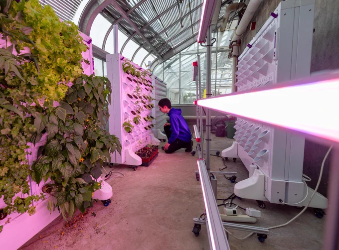 A UTSC representative crouches to tend to vertically stacked plants in a high-tech indoor farm. The environment features bright LED lighting and modern hydroponic systems, surrounded by lush green plants. The background includes a clear, curved greenhouse structure.
