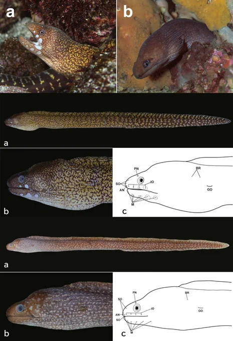 Fujita, A., Oomori, N., Senou, H. et al. Two new species of the genus 𝐸𝑐ℎ𝑖𝑑𝑛𝑎 (Anguilliformes: Muraenidae) from the Pacific coast of southern Japan. Ichthyol Res (2026). https://doi.org/10.1007/s10228-026-01065-y