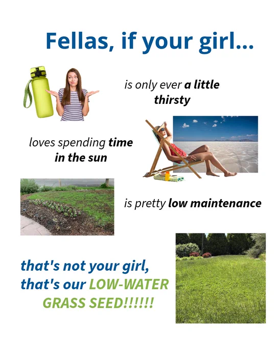Image with text promoting low-water grass seed. The top text reads, "Fellas, if your girl…" with a person holding a water bottle. Below are images of someone relaxing on a beach, a sparse garden, and a lush lawn. Text accompanying the images reads, "is only ever a little thirsty," "loves spending time in the sun," and "is pretty low maintenance." The final text says, "that's not your girl, that's our LOW-WATER GRASS SEED!!!!!!"