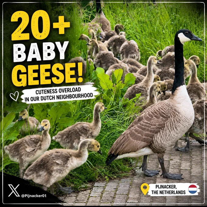 20 baby geese with mother canada goose looking on as they much on gree grass