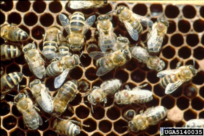Bees with varroa mites on them in a hive.