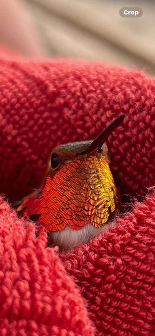 Hummingbird nestled in red fabric