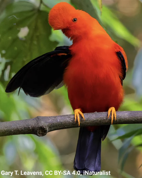 A photo of an Andean Cock-of-the-Rock perched on a branch. It has one wing outspread. The bird is a vibrant orange with black feathers and yellow feet. Its beak is obscured by feathers on its head.