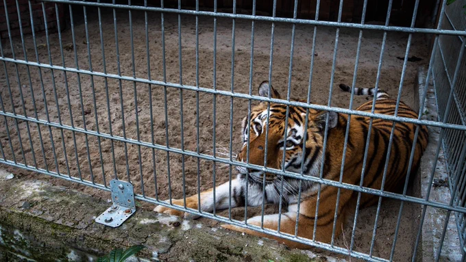 A tiger lies inside a fenced enclosure with sandy ground. Photo by Joanne MacArthur