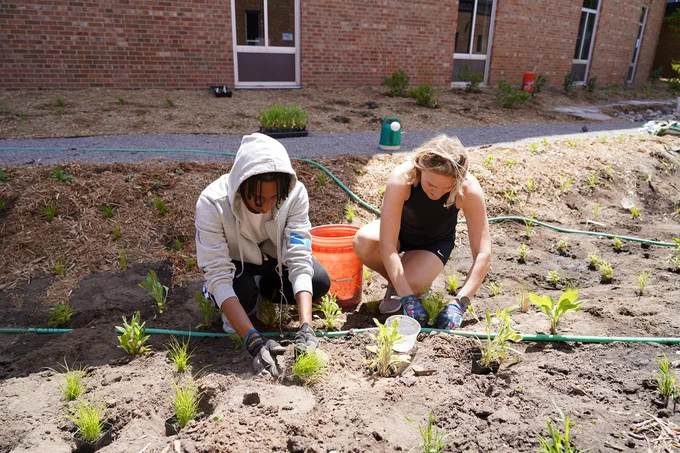 Kennedy courtyard planting