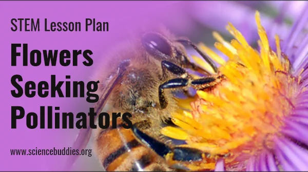 Flowers seeking pollination lesson plan / Bee on flower photo by John Severns