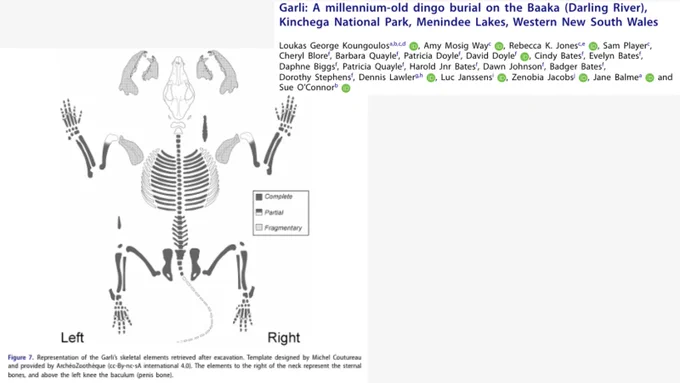 Alt text: Diagram showing the excavated skeletal remains of “Garli,” a millennium-old dingo burial from Kinchega National Park on Barkindji Country in western New South Wales. The figure maps recovered bones by body position and indicates whether elements were complete, partial, or fragmentary.