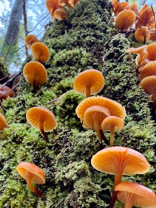 Orange on green: fungi on moss