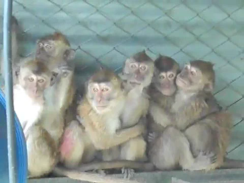 Long-tailed macaques in captivity, Mauritius; Cruelty Free International