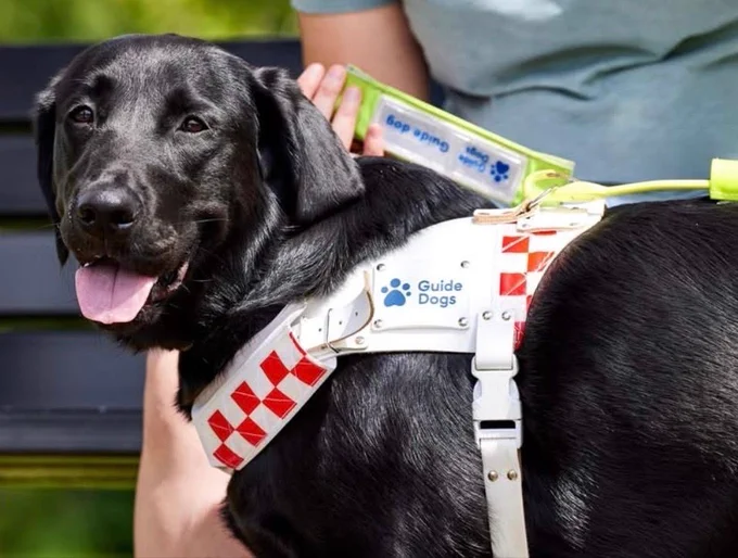 Photo shows a black Labrador wearing a red and white checkered harness