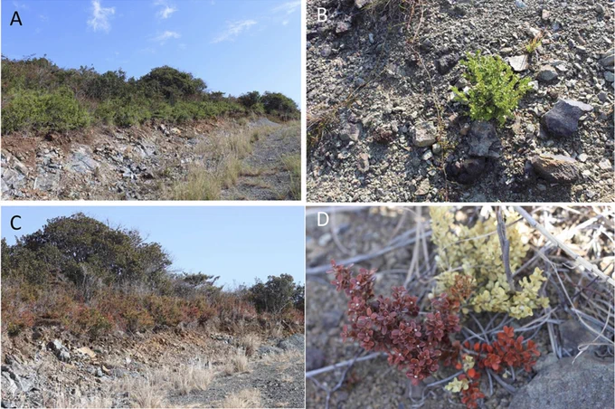 Graphical abstract: The evergreen shrub Buxus microphylla, growing on ultramafic soils of Sugashima Island, Japan, develops crimson leaves each winter. Field and laboratory results indicate that nutrient limitation and light stress lead to chlorophyll degradation and carotenoid enrichment, rather than anthocyanin formation. This pigment imbalance highlights the roles of photoprotection and nutrient status in shaping the distinctive “crimson boxwood” phenotype.