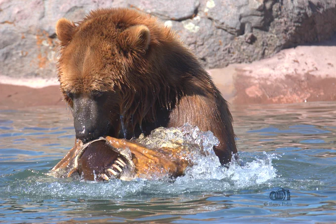 Max the Bear