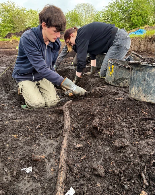 Archaeologists on hands and knees excavating the stick from peat.
