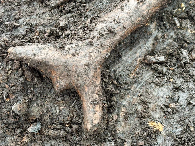The W shaped end.