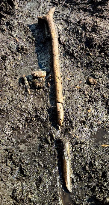 A photo of a long stick lying on peaty mud. It has a W shape at one end and a point at the other.