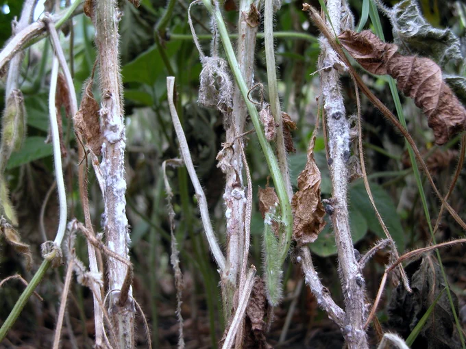 Soybean stems with dead tissue, white mold, and fungal sclerotia.