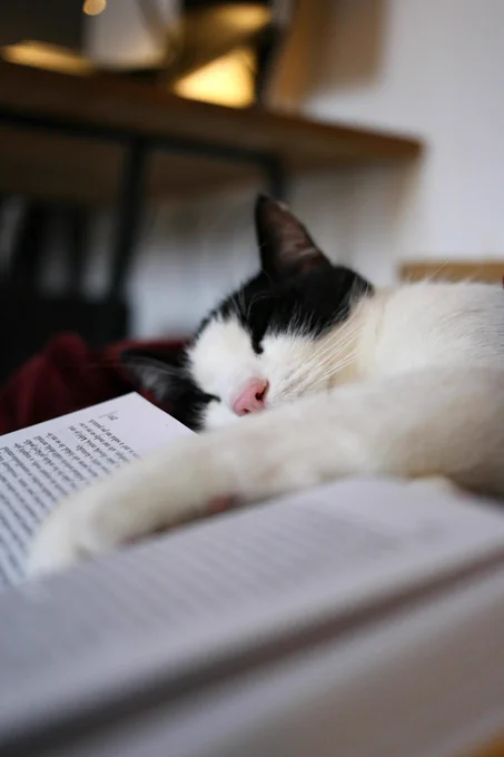 black and white cat asleep with its paw in an open book