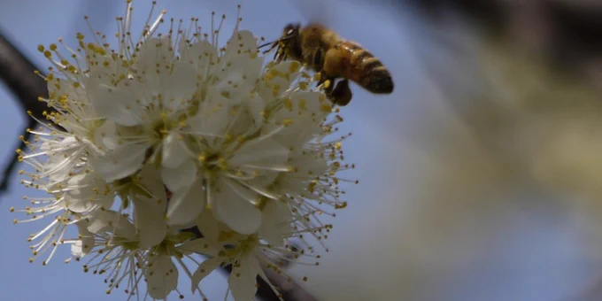 Close-up of a honeybee collecting nectar from delicate white blossoms on a tree branch against a soft blue sky.