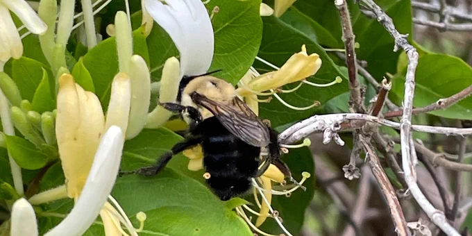 A bumblebee collecting nectar from pale yellow honeysuckle flowers surrounded by green leaves and branches.