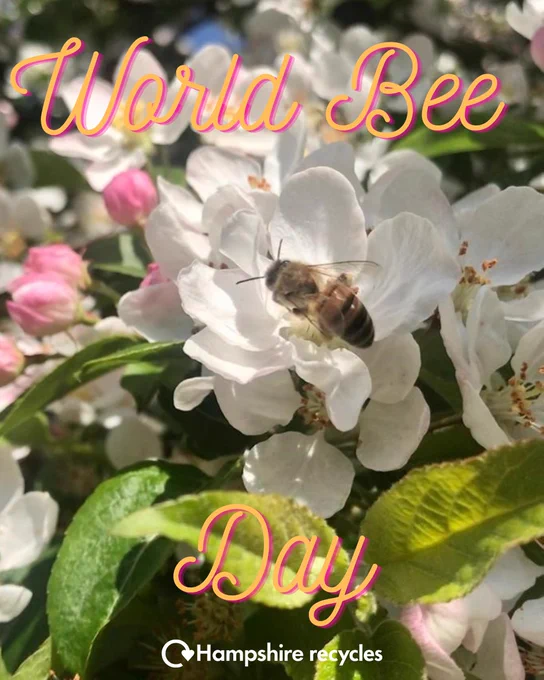 Photo of a bee on a white blossom flower in a tree. Pink and yellow cursive text reads 'world bee day' with white Hampshire recycles logo in the bottom centre.