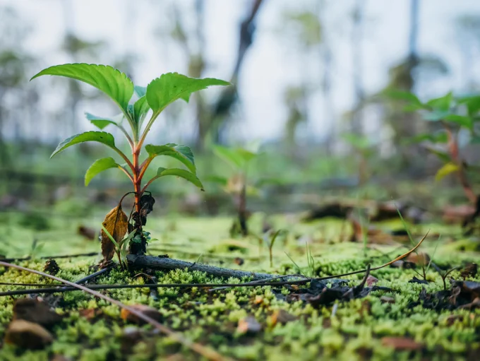 A plant growing.