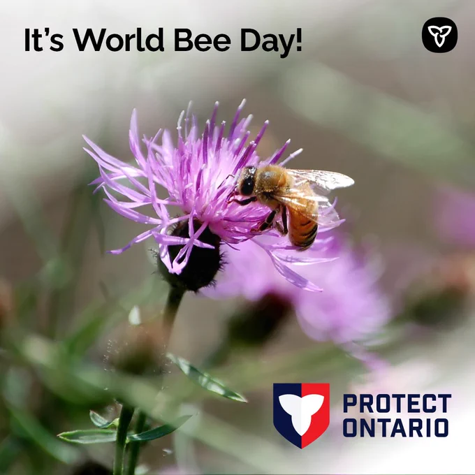 A photo of a honeybee on a purple flower. The words It’s World Bee Day are in the top left corner. The Province of Ontario trillium logo is in the top right corner. The Protect Ontario logo is in the bottom right corner.