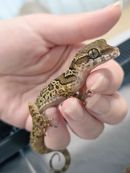 Cyrtodactylus papilionoidesの♂個体