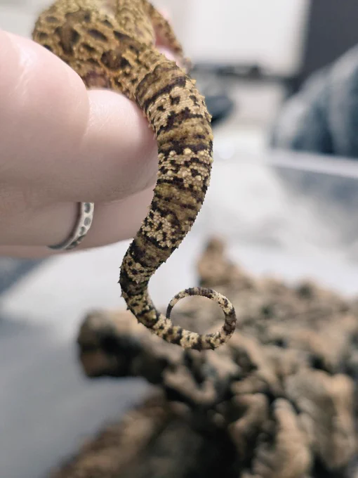 Cyrtodactylus papilionoidesの尻尾。小さな棘状の鱗があるのが可愛い。