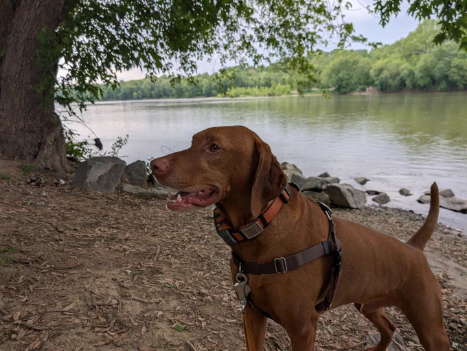 Vizsla.dog Yonder standing on a pebbly shore at a shallow point of a river, lined by trees.