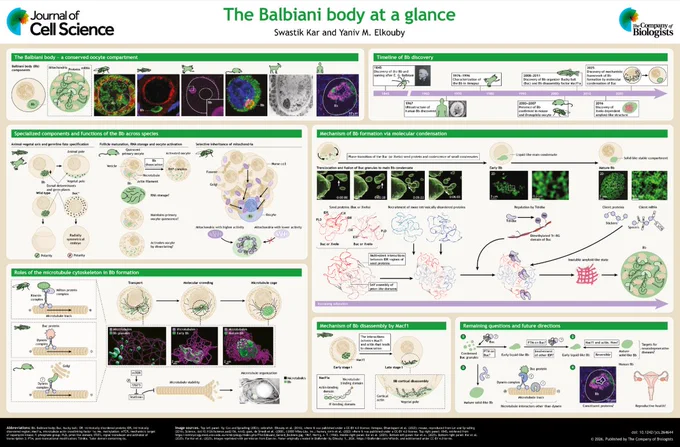 JCS poster – The Balbiani body at a glance