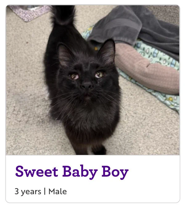 a cat named Sweet Baby Boy