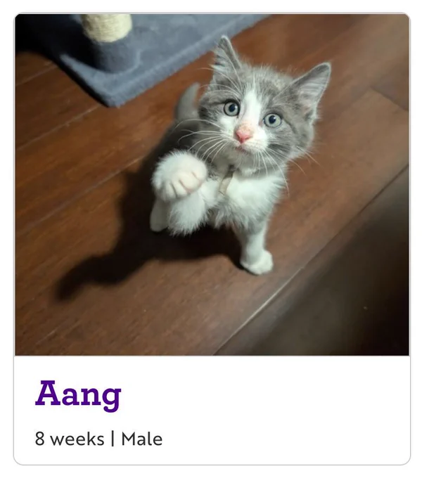 a kitten named Aang
