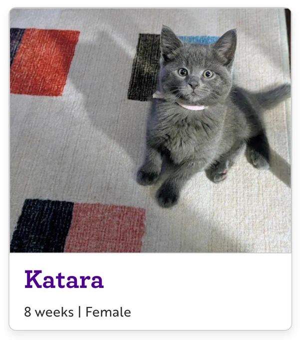 a kitten named Katara