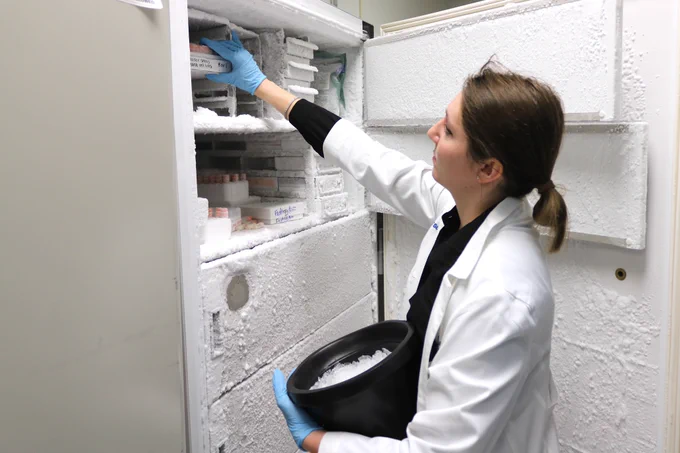 Dr. Nicole McCuen storing samples in a freezer.