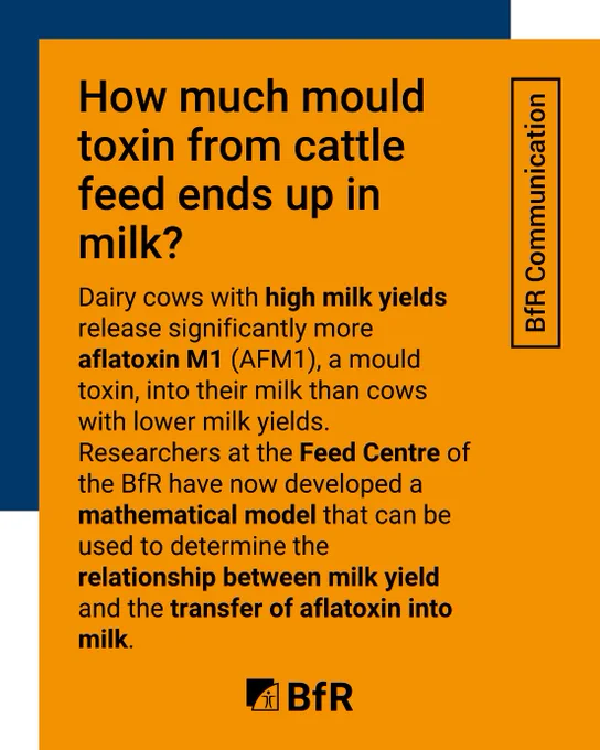 How much mould toxin from cattle feed ends up in milk? Dairy cows with high milk yields release significantly more aflatoxin M1 (AFM1), a mould toxin, into their milk than cows with lower milk yields. Researchers at the Feed Centre of the BfR have now developed a mathematical model that can be used to determine the relationship between milk yield and the transfer of aflatoxin into milk.